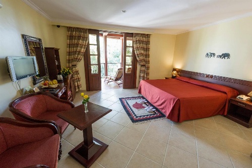 African Tulip image 1