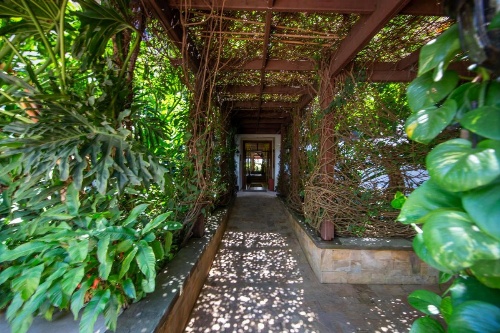 African Tulip image 37